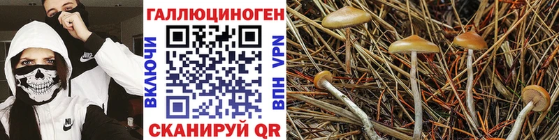 Псилоцибиновые грибы ЛСД  купить   Санкт-Петербург 
